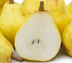 pear pear