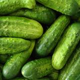 picklingCuke picklingCuke