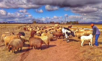 DebWithSheepAndGuardSteer 2 DebWithSheepAndGuardSteer 2