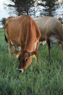 Jerseycow Jerseycow